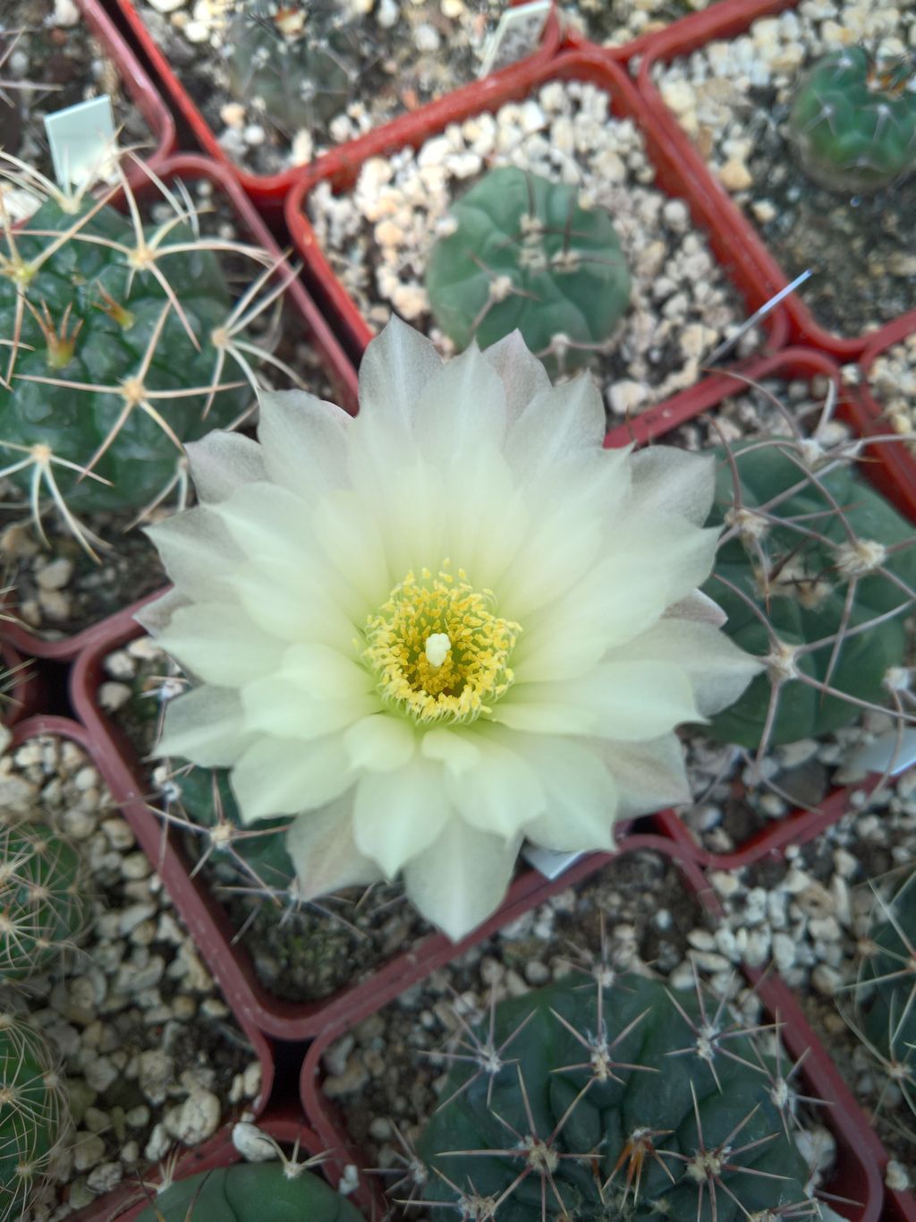 GYMNOCALYCIUM reductum JPR 95-113_27